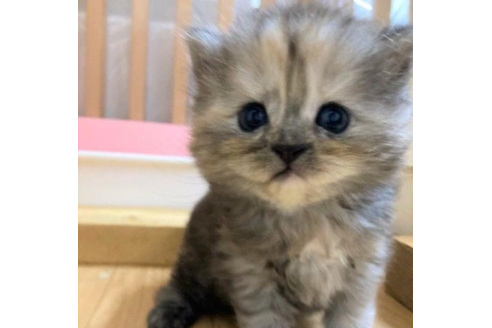 成約済の三重県のスコティッシュフォールド-30484の1枚目